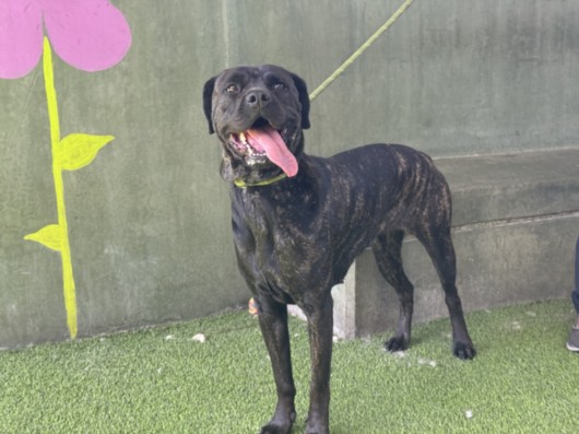 Peanut, a Cane Corso Mastiff, available for adoption