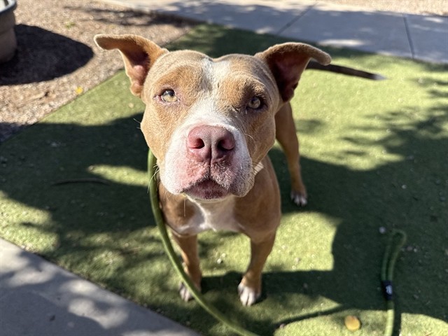 Spud, a Bullmastiff (mix breed), available for adoption