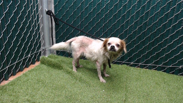 A5801190, a Pekingese, available for adoption