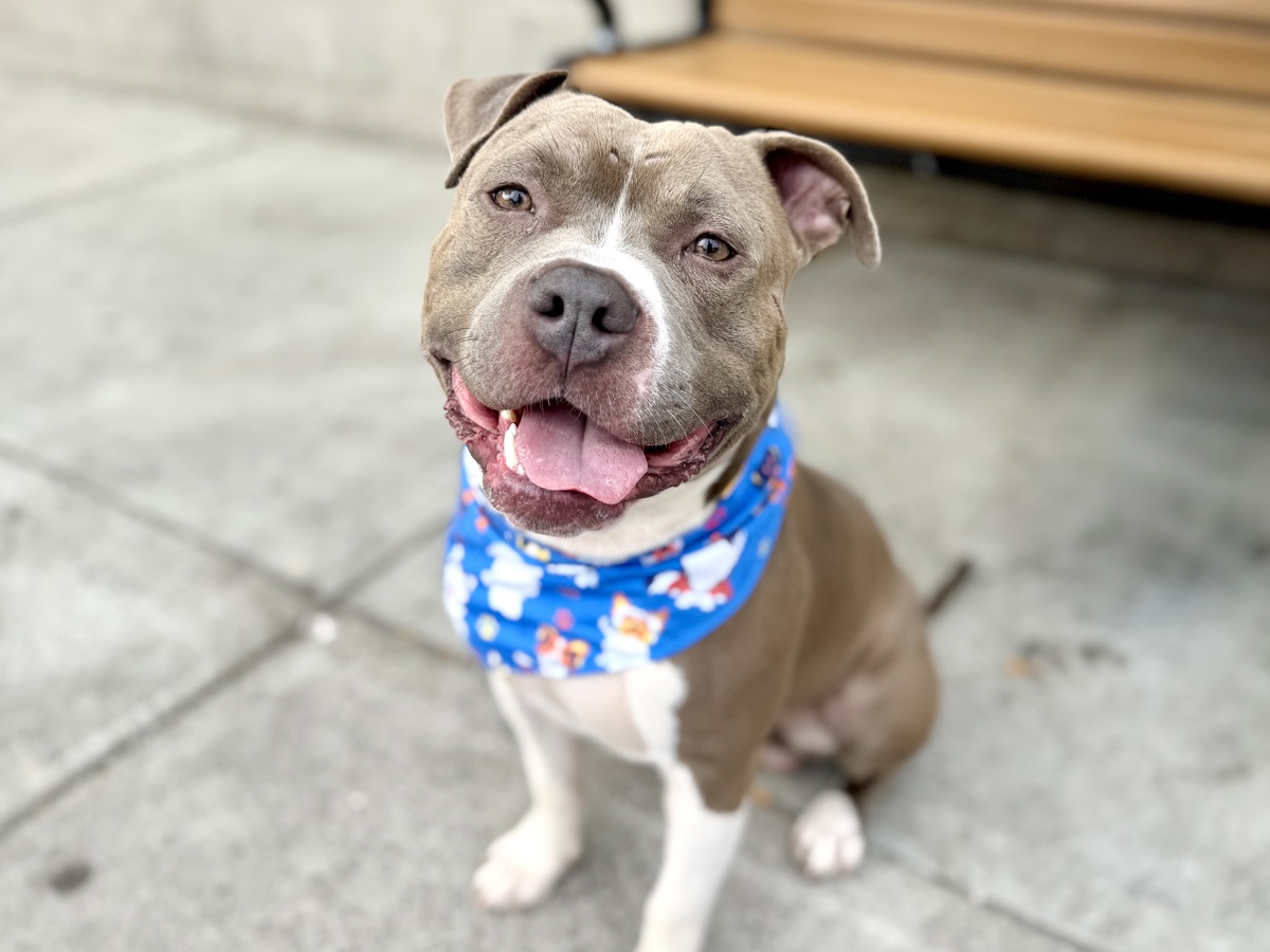 Magneto, a Pit Bull Terrier, available for adoption