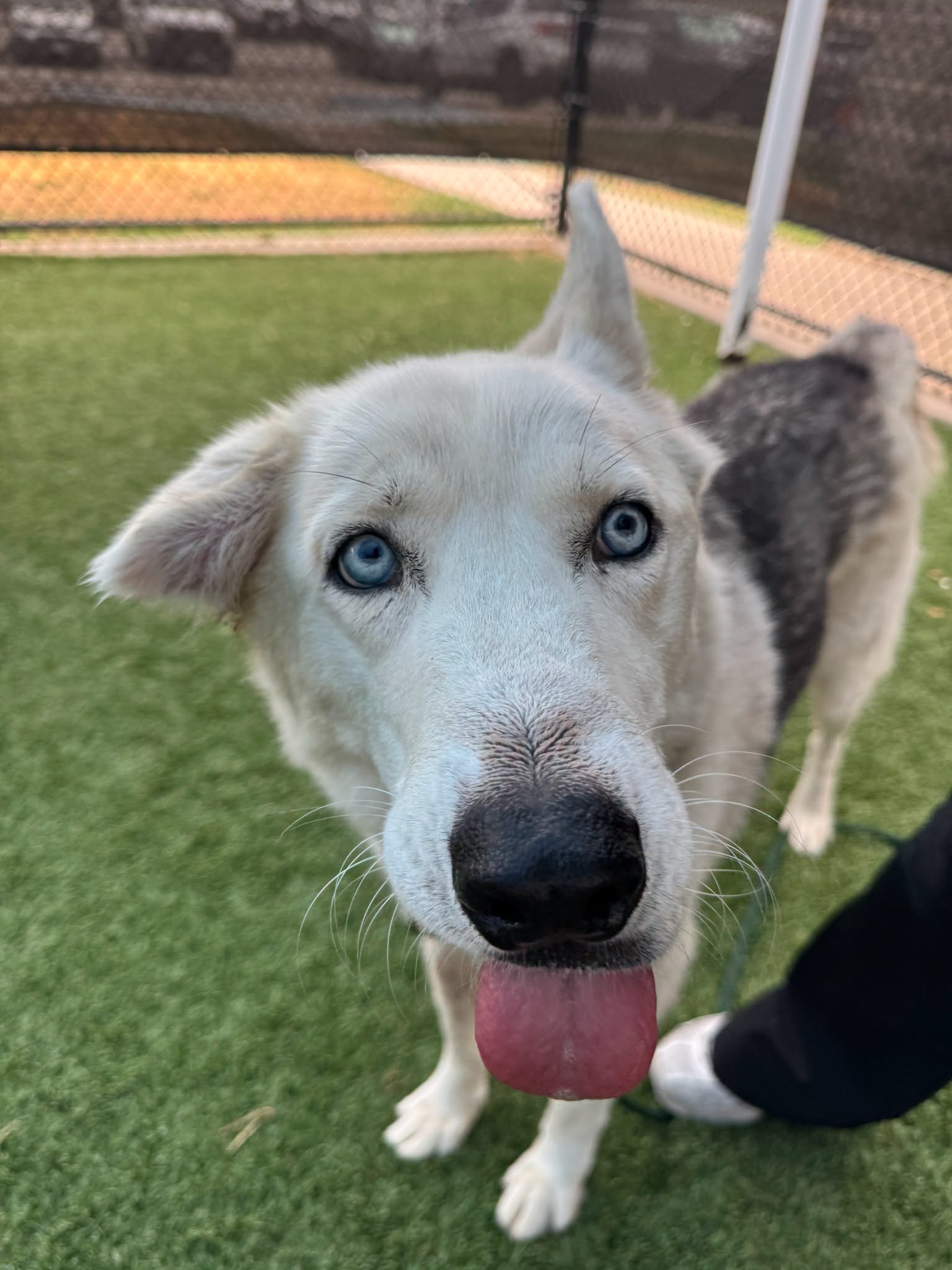 Renato, a Siberian Husky, available for adoption