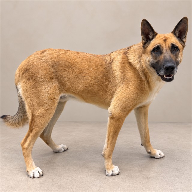 Apollo, a German Shepherd, available for adoption