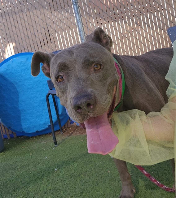 Chorus, a Bullmastiff (mix breed), available for adoption