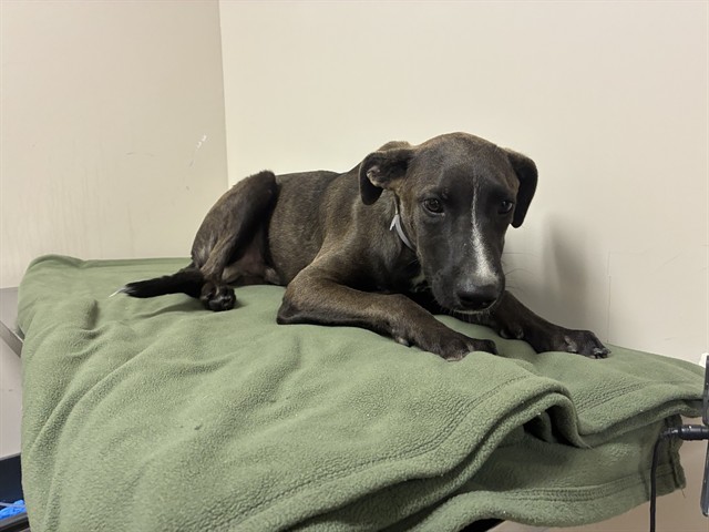 Corey, a German Shepherd, available for adoption