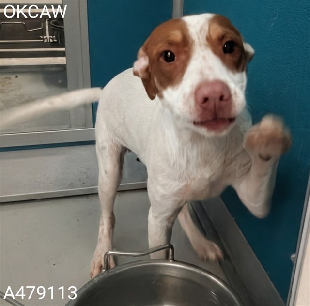 Apple, a Labrador Retriever (mix breed), available for adoption