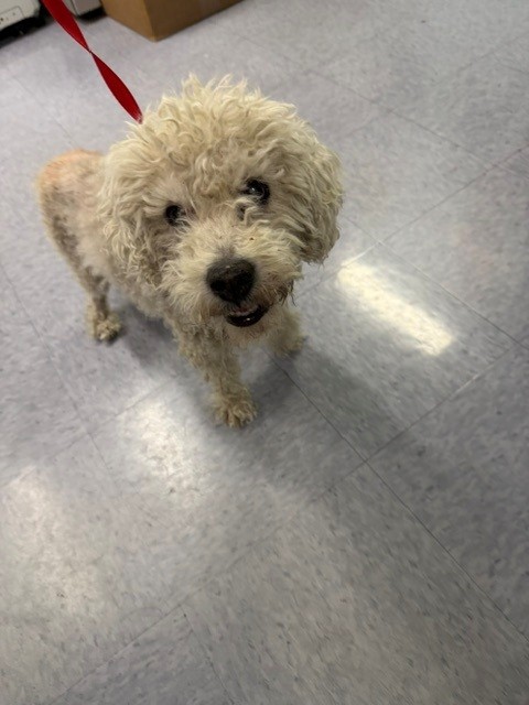 A5803532, a Poodle, available for adoption