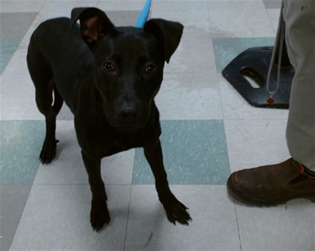 A481139, a Black Labrador Retriever, available for adoption