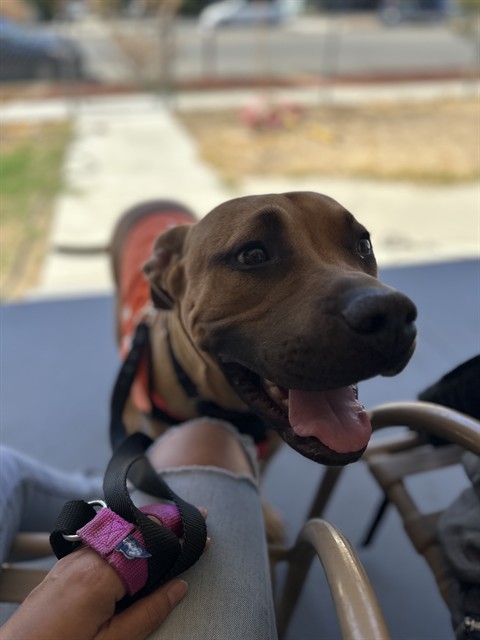 Davy Baby, a Pit Bull Terrier, available for adoption