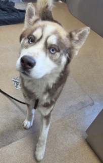 Storm, a Siberian Husky, available for adoption