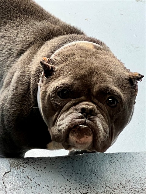 Grigia, a American Bulldog, available for adoption