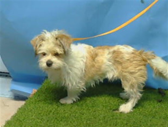 Mimi, a Maltese, available for adoption
