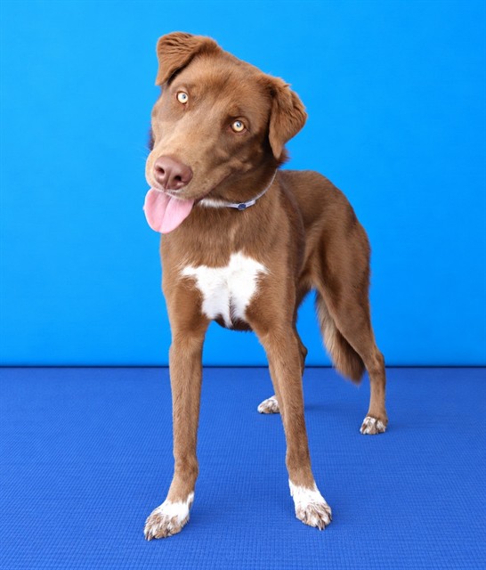 Autumn, a Australian Shepherd, available for adoption