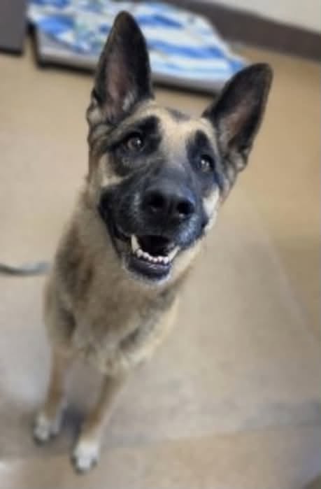 Cami, a German Shepherd, available for adoption