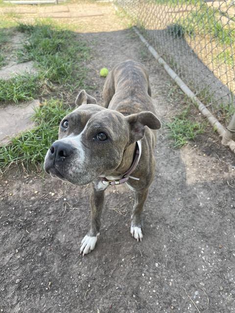 Mimi, a Staffordshire Bull Terrier (mix breed), available for adoption