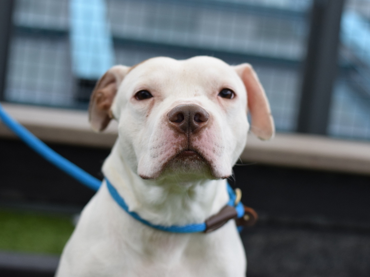 Duke, a Pit Bull Terrier, available for adoption