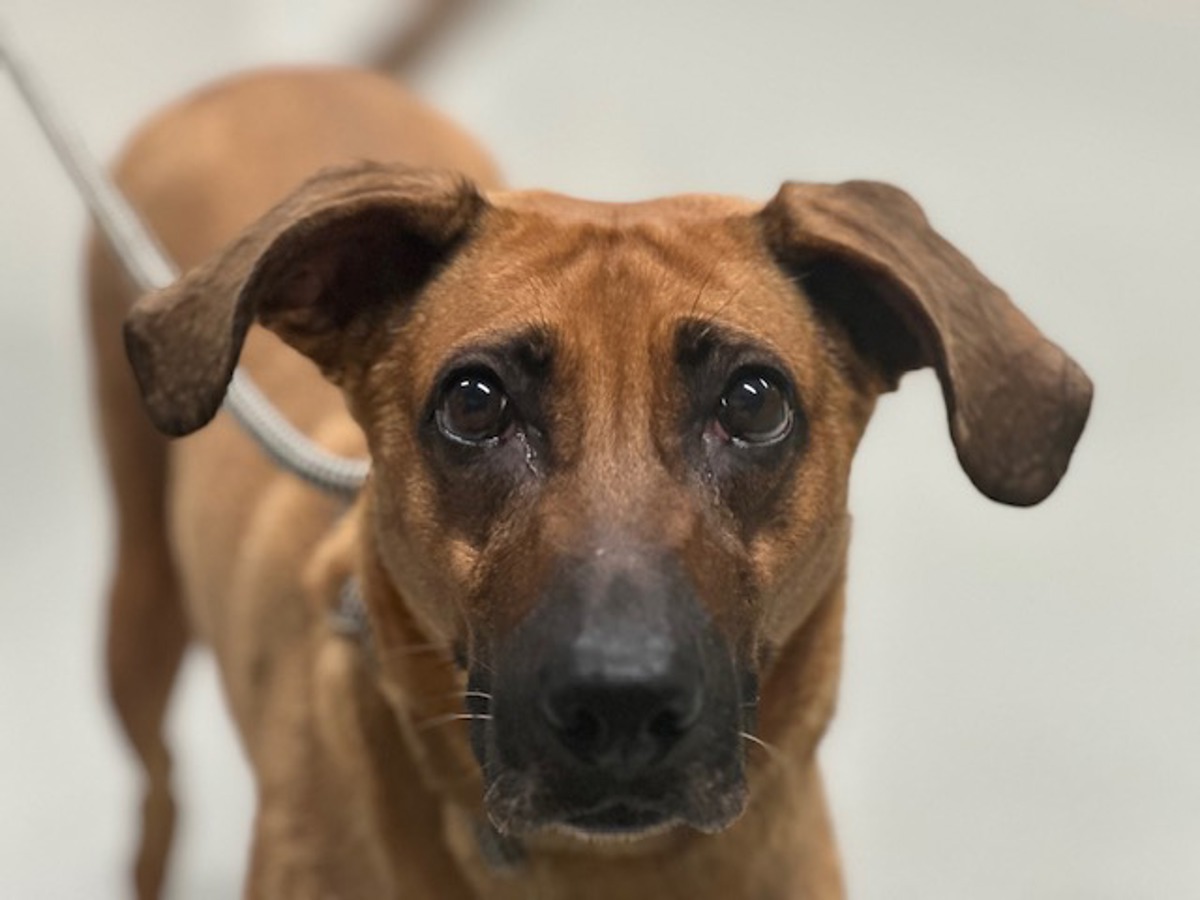 Fenty, a Rhodesian Ridgeback, available for adoption