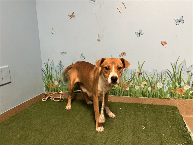 A5806920, a Bullmastiff, available for adoption