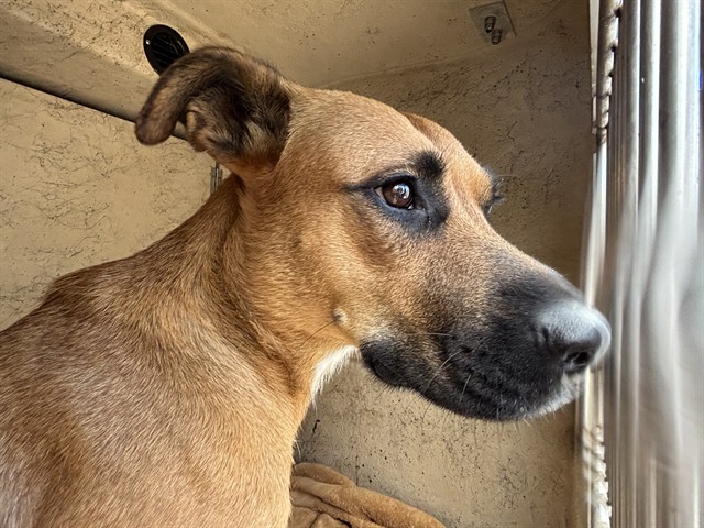 A481872, a White German Shepherd (mix breed), available for adoption