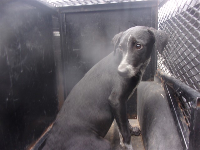 Benny, a Australian Cattle Dog/Blue Heeler (mix breed), available for adoption
