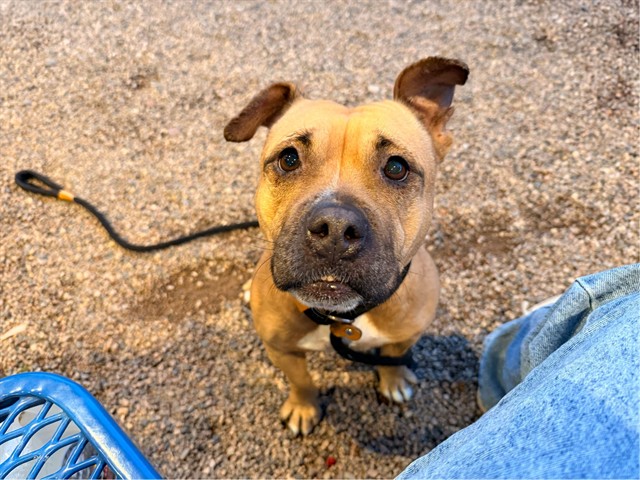 Sweet Pea, a Pit Bull Terrier (mix breed), available for adoption