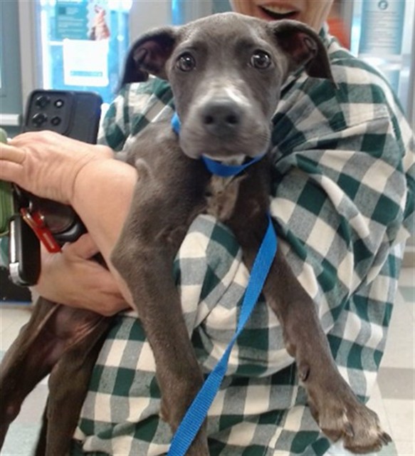 A481912, a Labrador Retriever (mix breed), available for adoption