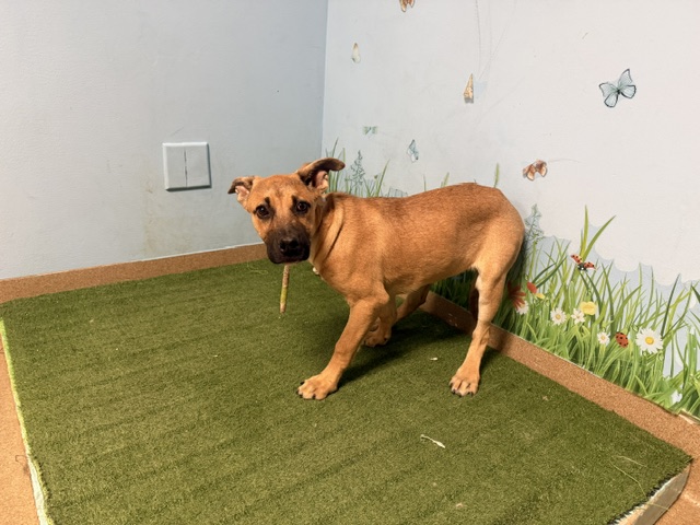 Willow, a German Shepherd, available for adoption
