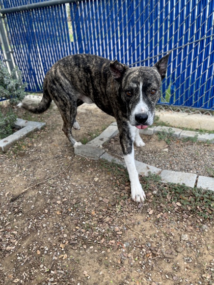Kristofferson, a Pit Bull Terrier, available for adoption