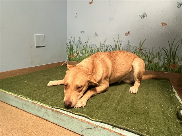 Potato, a Bullmastiff, available for adoption