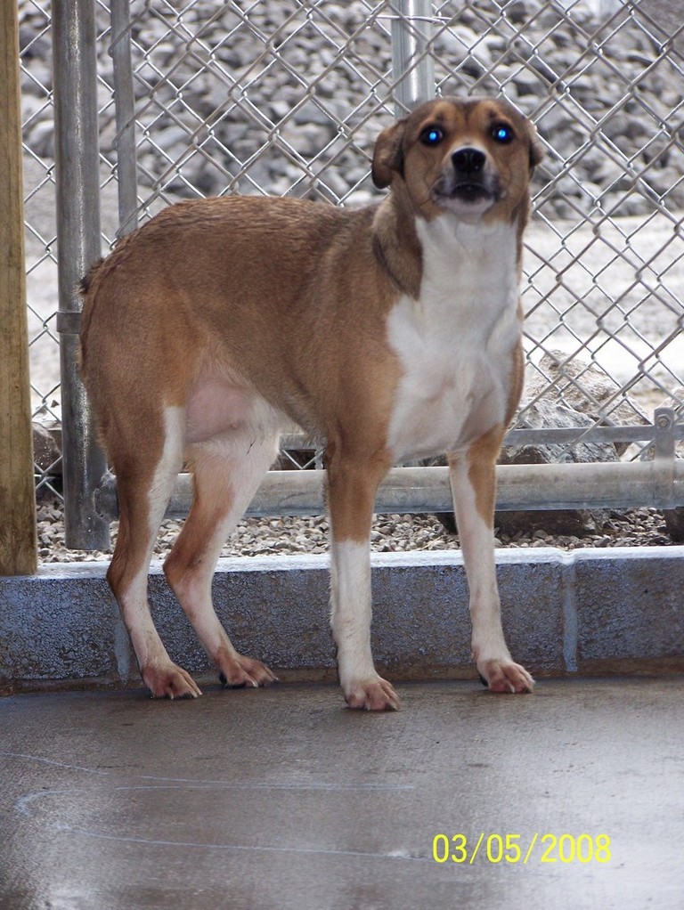 Other Photos of thie Dog