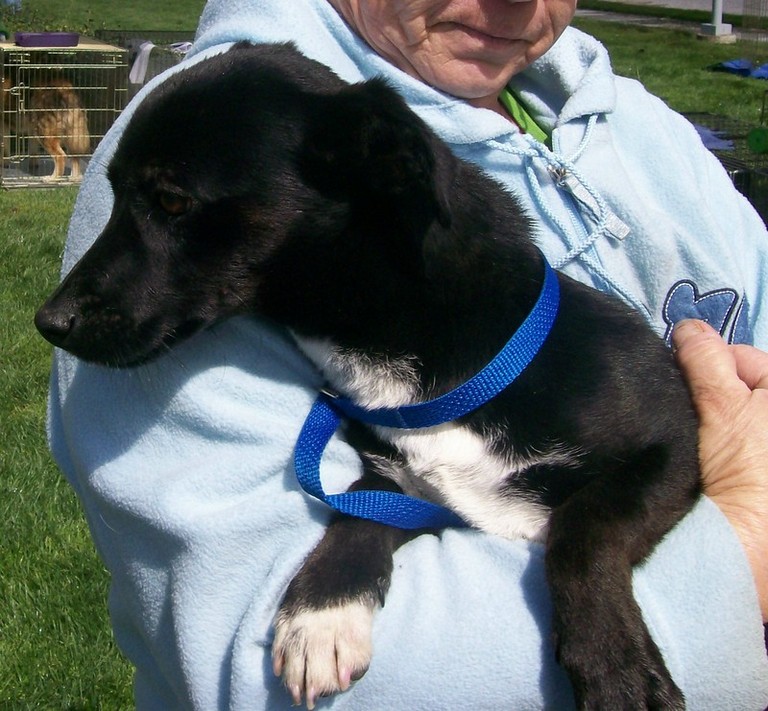 Other Photos of thie Dog