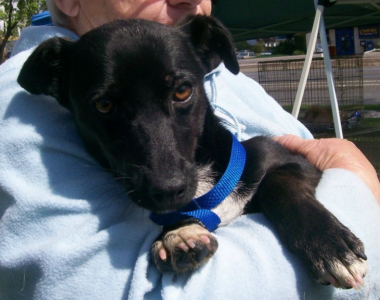 Other Photos of thie Dog