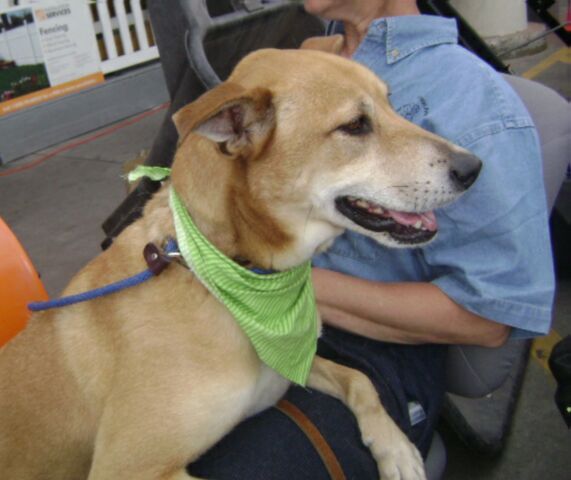 Other Photos of thie Dog