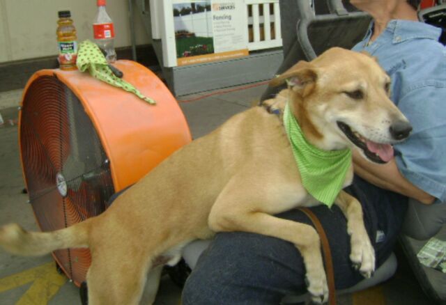 Other Photos of thie Dog
