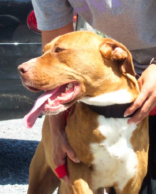Other Photos of thie Dog