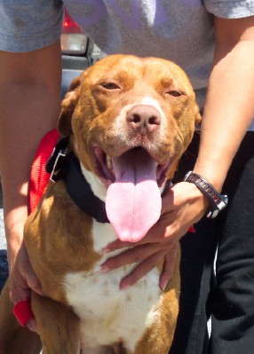 Other Photos of thie Dog