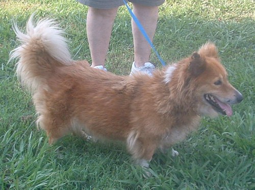 Other Photos of thie Dog