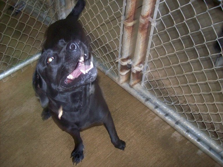 Other Photos of thie Dog