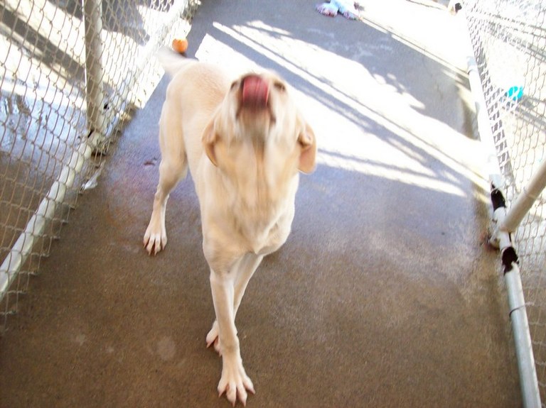 Other Photos of thie Dog