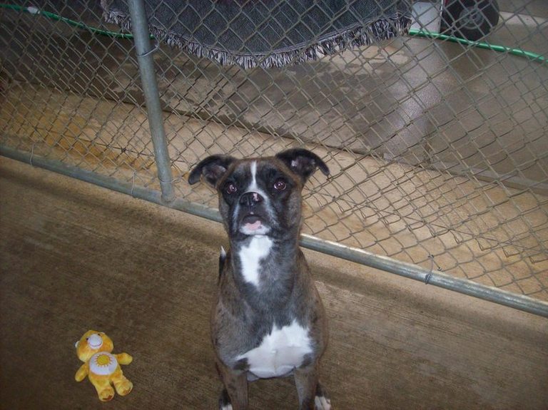 Other Photos of thie Dog