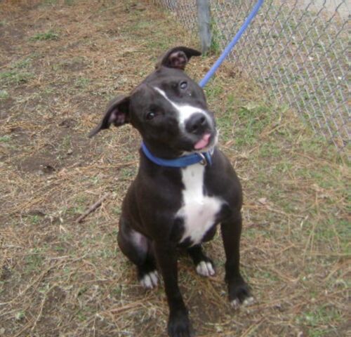 Other Photos of thie Dog