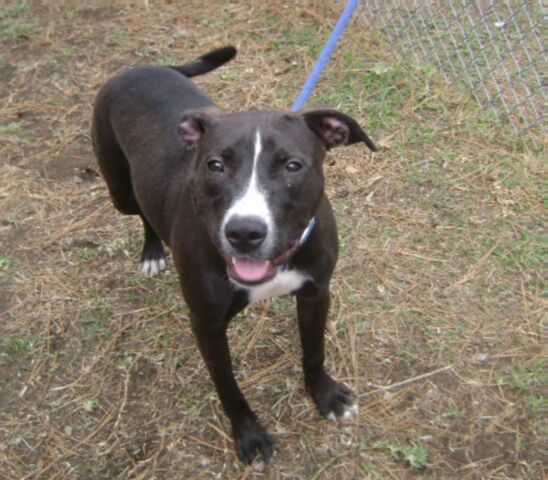 Other Photos of thie Dog