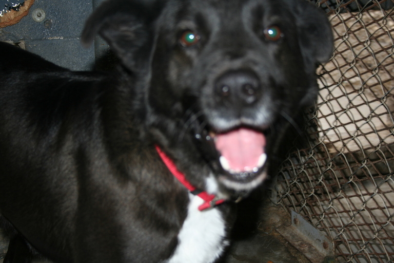 Other Photos of thie Dog