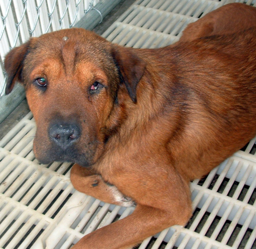 Other Photos of thie Dog