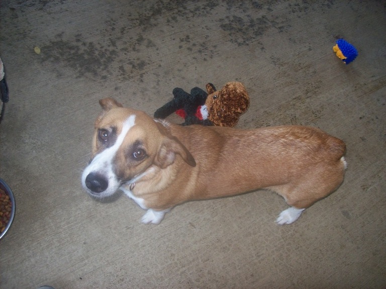 Other Photos of thie Dog