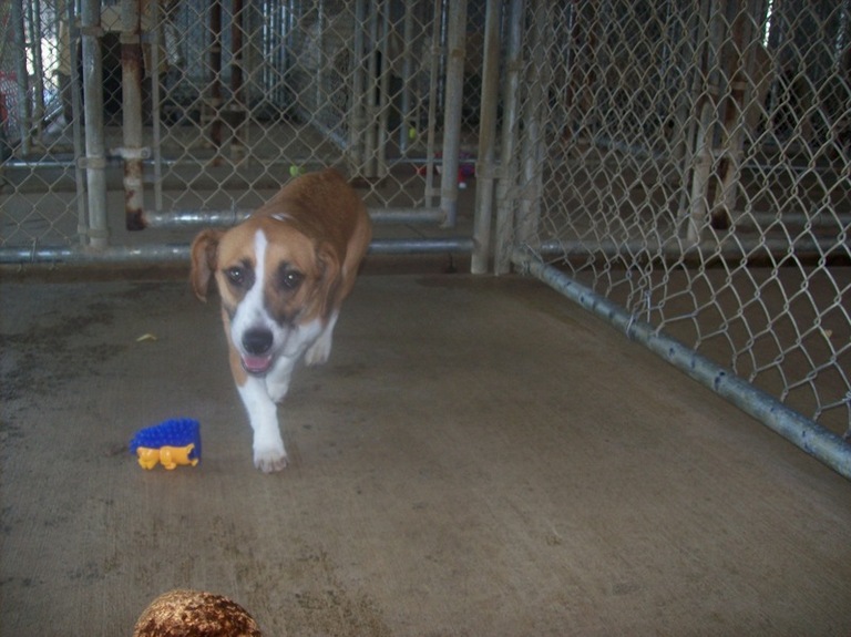 Other Photos of thie Dog