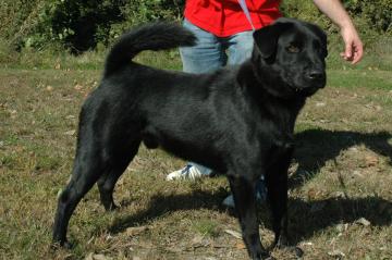 Other Photos of thie Dog