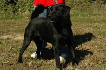 Other Photos of thie Dog