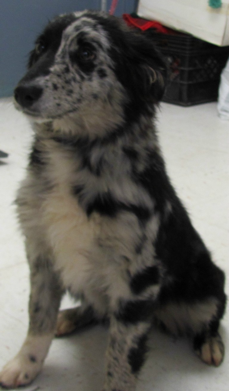 Other Photos of thie Dog