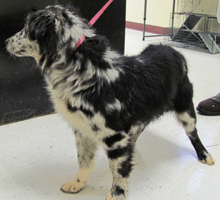 Other Photos of thie Dog