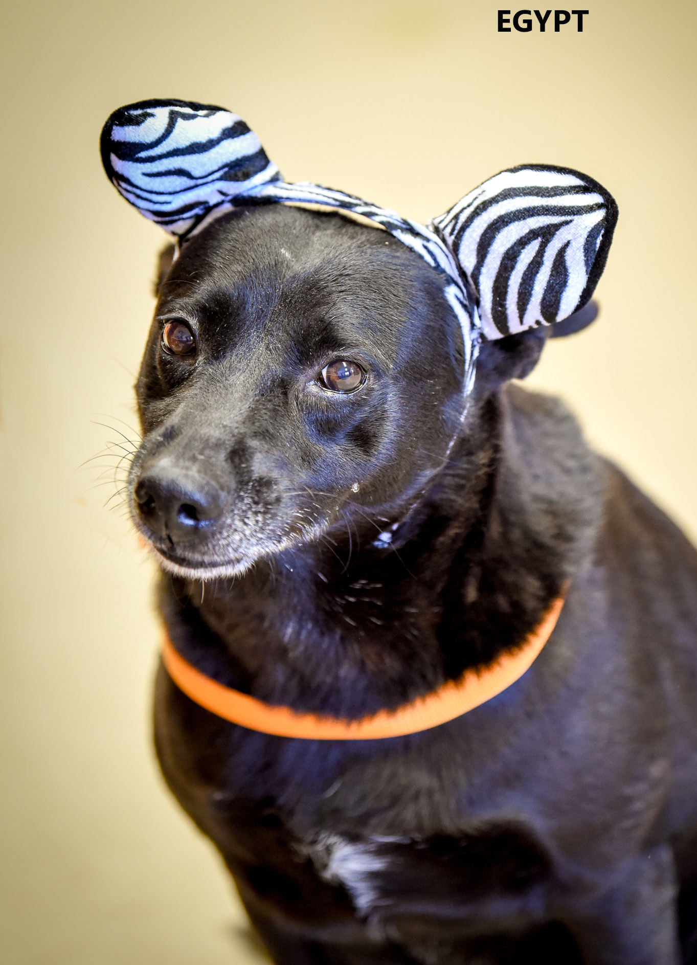 Other Photos of thie Dog